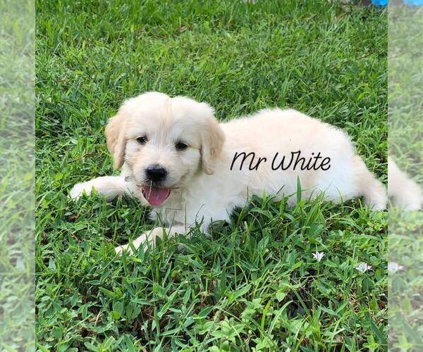 Medium Photo #7 Goldendoodle Puppy For Sale in PALM BAY, FL, USA
