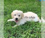 Small Photo #7 Goldendoodle Puppy For Sale in PALM BAY, FL, USA