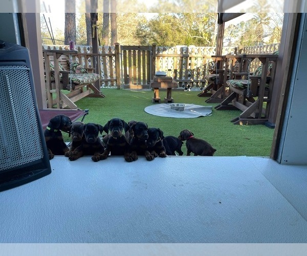 Medium Photo #33 Doberman Pinscher Puppy For Sale in LUTZ, FL, USA
