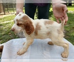 Small Photo #12 Brittany Puppy For Sale in FORT MC COY, FL, USA