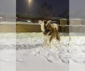 Siberian Husky Dogs for adoption in Derwood, MD, USA