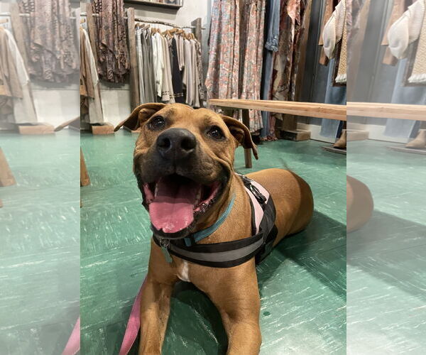 Medium Photo #4 Black Mouth Cur-Unknown Mix Puppy For Sale in Sanford, FL, USA