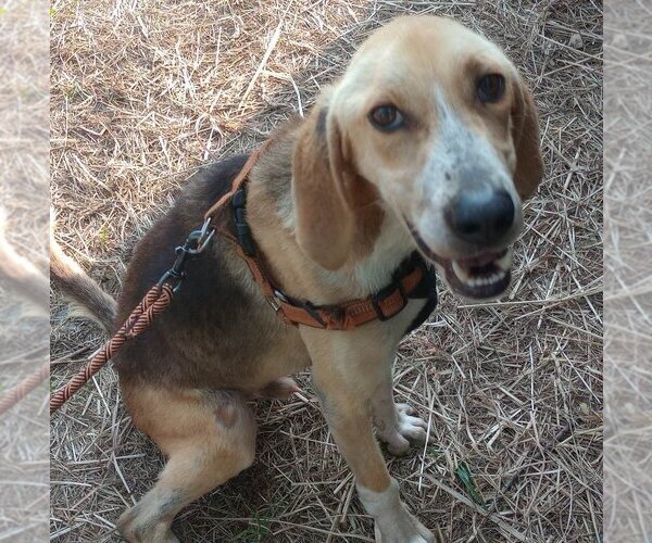 Medium Photo #2 Mutt Puppy For Sale in Spring Lake, NC, USA