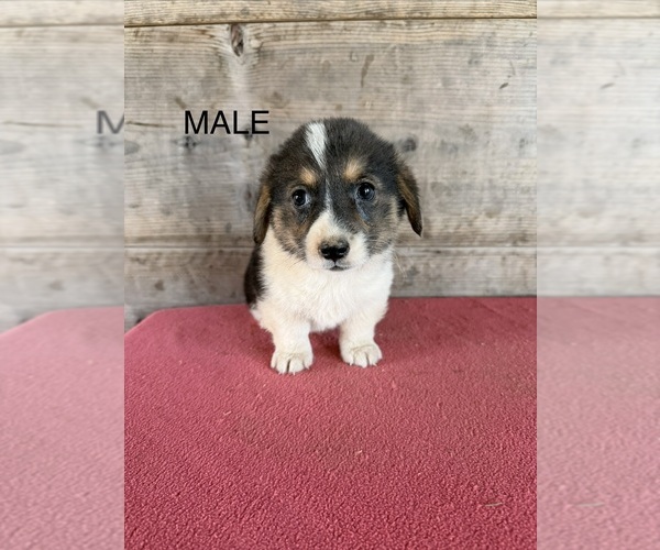 Medium Photo #6 Pembroke Welsh Corgi Puppy For Sale in VERMONTVILLE, MI, USA