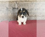 Litter of 2 - Male(s) and Female(s) Pembroke Welsh CorgiLitter of Puppies for Sale - Photo #6