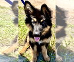 Small #3 German Shepherd Dog