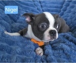 Small #3 Boston Terrier