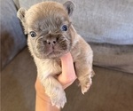 Puppy Puppy 3 French Bulldog