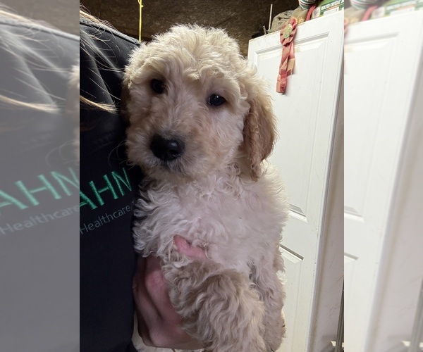 Medium Photo #1 Goldendoodle Puppy For Sale in GROVE CITY, PA, USA