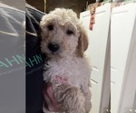 Image preview for Ad Listing. Nickname: Goldendoodle