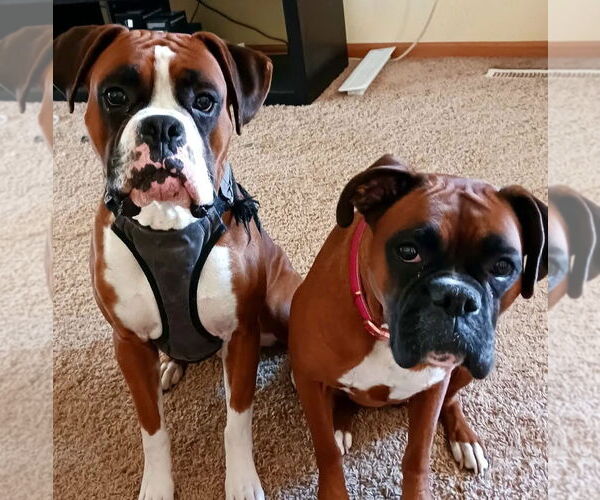 Medium Photo #5 Boxer Puppy For Sale in Woodbury, MN, USA