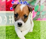 Small #1 Jack Russell Terrier