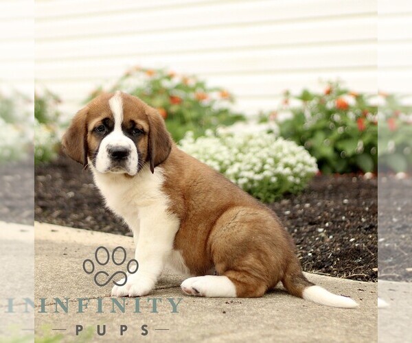 Medium Photo #4 Saint Bernard Puppy For Sale in MARIETTA, PA, USA