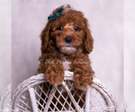 Small #6 Poodle (Toy)