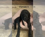 Small #4 Goldendoodle