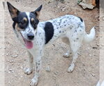 Rachel Friends - Female Great Pyrenees-Unknown Mix Dog for Adoption - Small photo