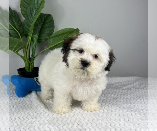 Medium Photo #5 Zuchon Puppy For Sale in FRANKLIN, IN, USA
