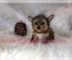 Small Photo #25 Yorkshire Terrier Puppy For Sale in HAYWARD, CA, USA