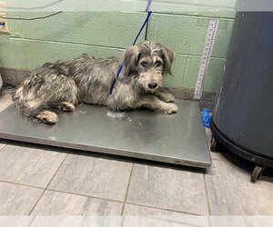 Mutt Dogs for adoption in Grand Prairie, TX, USA
