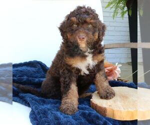 Bernedoodle (Miniature) Puppy for sale in LANCASTER, PA, USA