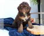 Small Bernedoodle (Miniature)