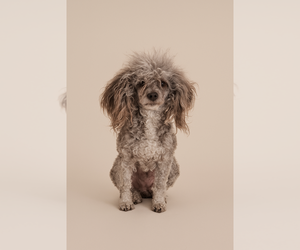 Mother of the Cavapoo puppies born on 07/03/2025