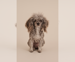 Small Photo #1 Cavapoo Puppy For Sale in LEESVILLE, LA, USA
