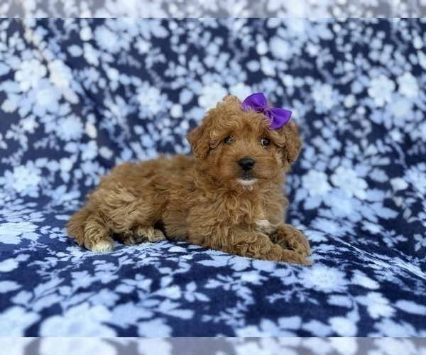 Medium Photo #1 Cavapoo (Miniature) Puppy For Sale in LAKELAND, FL, USA