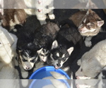 Small Photo #7 Alaskan Malamute Puppy For Sale in LAKEFIELD, MN, USA
