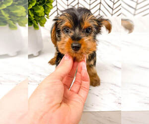 Yorkshire Terrier Puppy for sale in MILLERSBURG, OH, USA