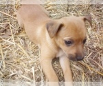 Small #11 Chihuahua-Staffordshire Bull Terrier Mix