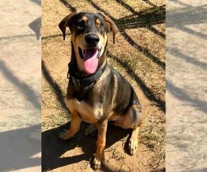 Black and Tan Coonhound-Unknown Mix Dogs for adoption in Sacramento, CA, USA