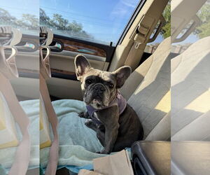 Stella FH - Female French Bulldog Dog for Adoption - Photo #11