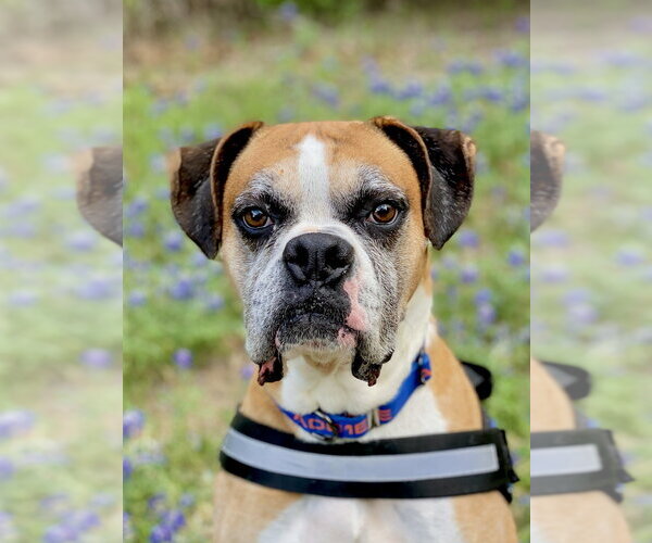 Medium Photo #8 Boxer Puppy For Sale in Austin, TX, USA