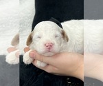 Small Photo #6 Cavapoo Puppy For Sale in BULLARD, TX, USA