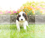 Small Photo #2 Springerdoodle Puppy For Sale in NAPPANEE, IN, USA