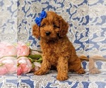 Small Photo #1 Cavapoo-Poodle (Miniature) Mix Puppy For Sale in ANDREWS BRIDGE, PA, USA
