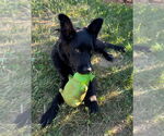 Small #1 Mutt