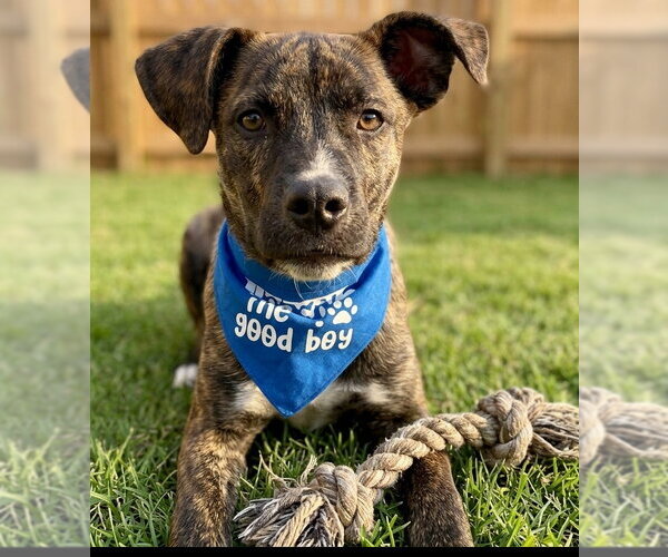Medium Photo #2 Mountain Cur-Unknown Mix Puppy For Sale in Grovertown, IN, USA
