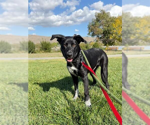 Medium Photo #3 German Shepherd Dog Puppy For Sale in Fremont, CA, USA