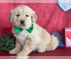 Golden Retriever Puppy for sale in LANCASTER, PA, USA