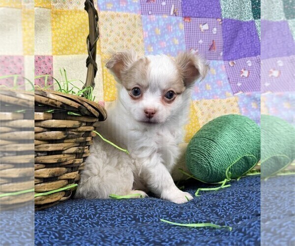 Medium Photo #5 Chihuahua Puppy For Sale in BOCA RATON, FL, USA