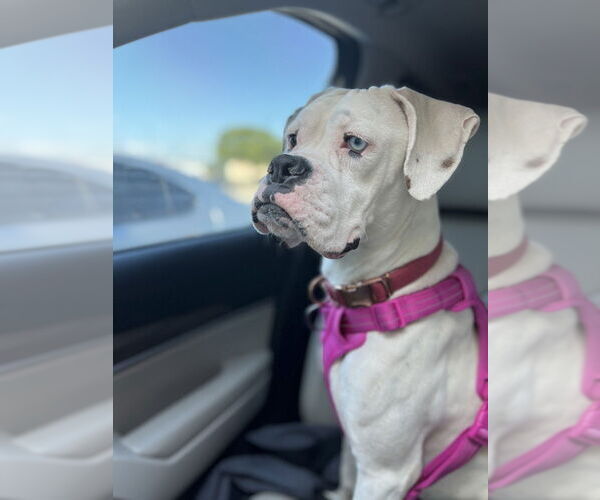 Medium Photo #3 Boxer Puppy For Sale in Austin, TX, USA