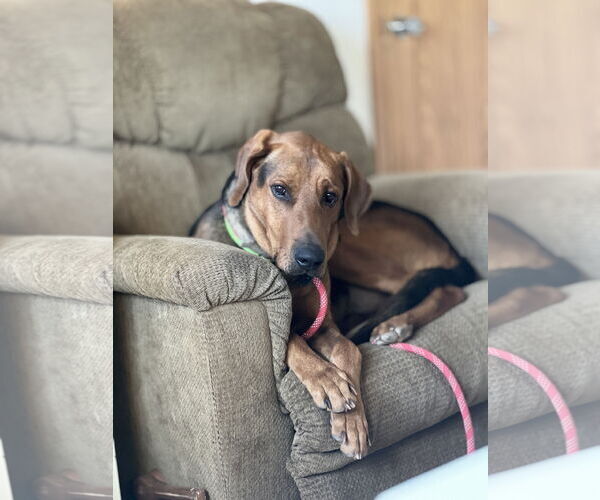 Medium Photo #2 Mutt Puppy For Sale in Webster, WI, USA