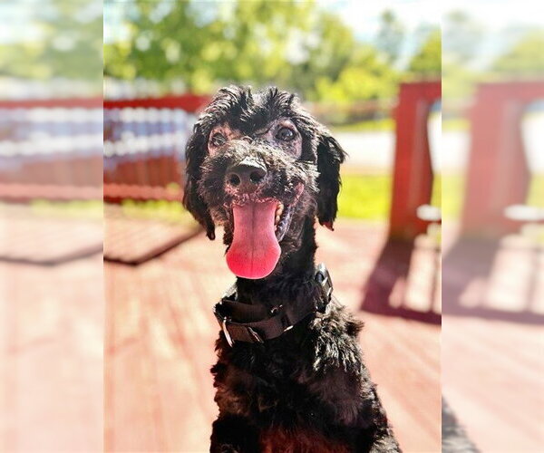 Medium Photo #1 Poodle (Miniature) Puppy For Sale in Waterford, VA, USA