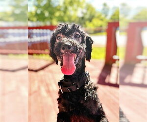 Poodle (Miniature) Dogs for adoption in Waterford, VA, USA