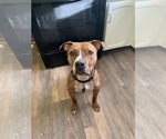 Small #12 Mutt