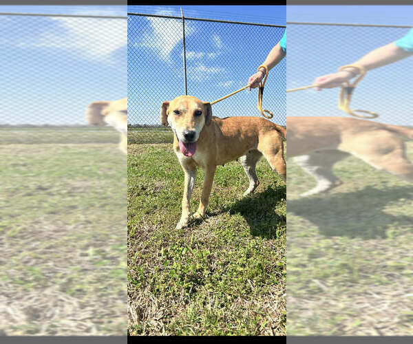 Medium Photo #2 Mutt Puppy For Sale in Abbeville, LA, USA