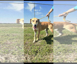 Georgia - Female Mutt Dog for Adoption - Photo #2