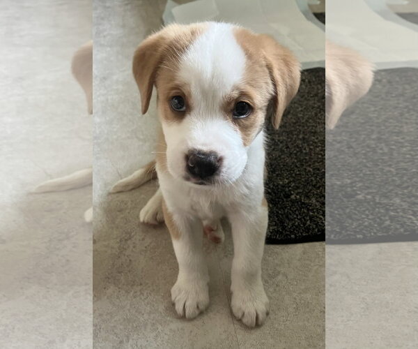 Medium Photo #2 Great Pyrenees-Unknown Mix Puppy For Sale in Plainfield, IL, USA